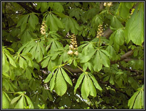 Aesculus