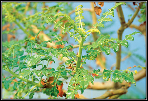 Boswellia Serrata