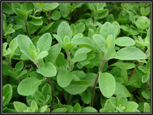 Origanum Majorana