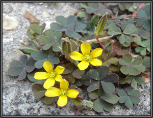 Oxalis Corniculata