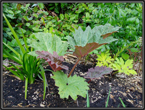 Benefits of Revan Chini Roots - Rhubarb Roots - Rheum emodi