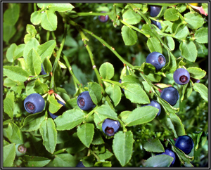 Vaccinium Myrtillus