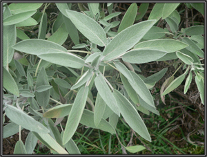 Salvia Officinalis