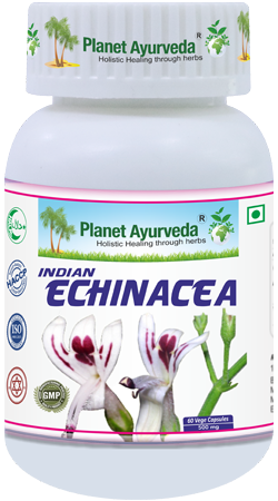 Indian Echinacea