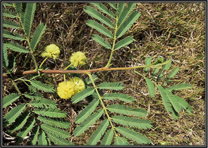 Acacia Nilotica