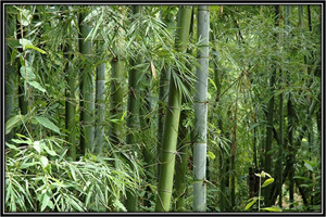 Bambusa Bambos