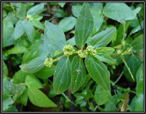Euphorbia Hirta