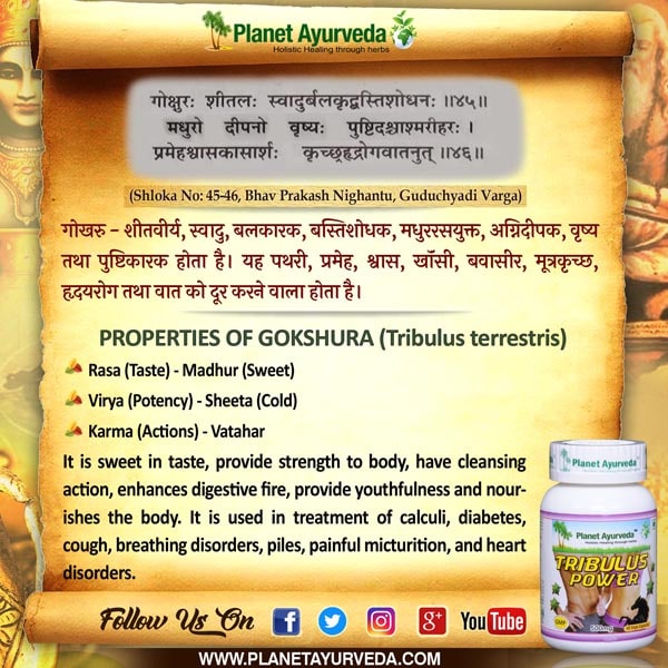 Classical Reference of Gokshura, Tribulus terrestris